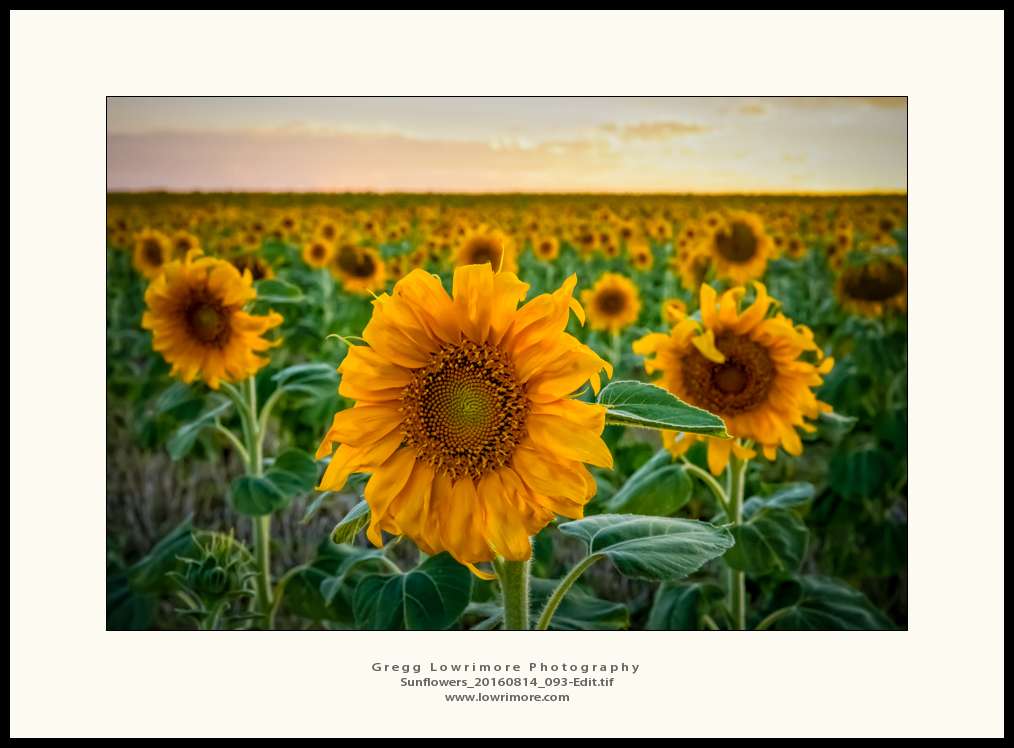 Sunflowers 20160814 093 Edit